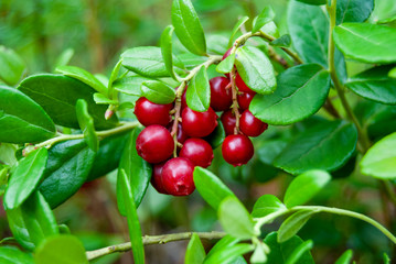 Ripe lingonberries (Vaccínium vítis-idaéa) hang from branches in the wild forest. Red ripe lingonberries in autumn. Berry picking, environmentally friendly.