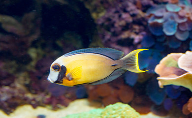 Fototapeta na wymiar Tropical fish found around the Hawaiian islands