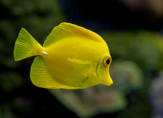 Yellow tang Tropical fish found around the Hawiian islands
