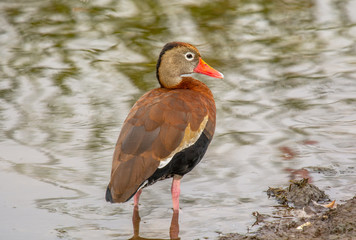 Black-bellied Whistling Duck