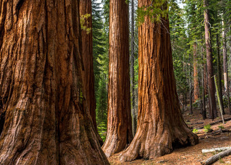 Giant Sequoias in Yosemite National Park