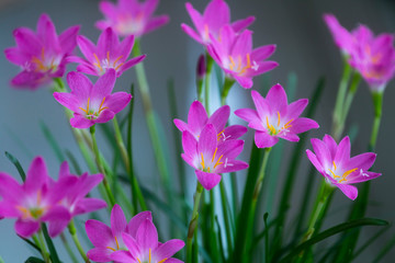 Pink rain lilies in bloom.