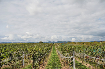 Fototapeta na wymiar A shot of vineyard, grape harvest concept.