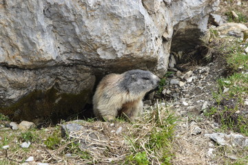 Marmotta alpina