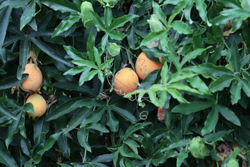 climbing plant with seeds and flowers of the passionflower