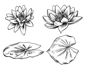 Set with water lilies. Graphics, monochrome flowers and nenuphar leaves isolated on a white background - obrazy, fototapety, plakaty