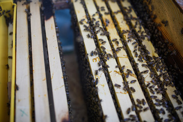 Top view of honeycomb frames in the hive.