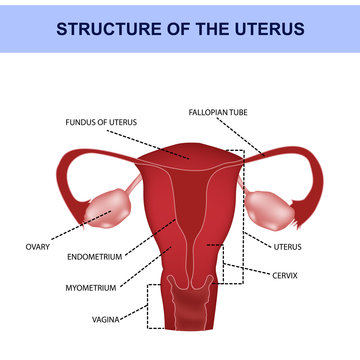 Anatomy of the uterus with symbols, genitals, medical illustration