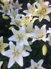 bouquet of white flowers