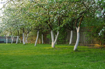 Fototapeta na wymiar trees in garden