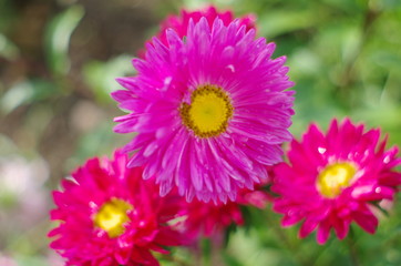 close up of pink dahlia flower