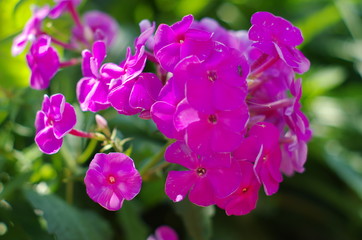 purple flowers in the garden
