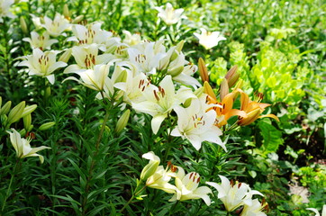 white flowers in the garden