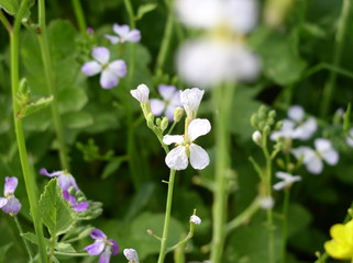 flowers in the garden