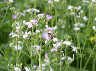 wild flowers in the field