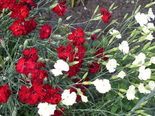 red and white flowers