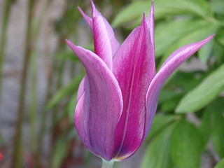 close up of a pink tulip