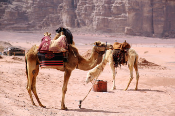Wadi Rum.Reserve of the desert. Martian landscape. Fancy desert mountains against the sky.  Camel stand in the desert. Camels drink water.