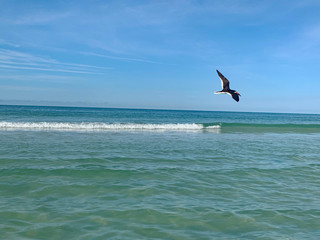 Fototapeta na wymiar Black Skimmer Bird Soaring Over the Water Along the Coastline Over the Rolling Waves