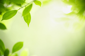 Closeup beautiful attractive nature view of green leaf on blurred greenery background in garden with copy space using as background natural green plants landscape, ecology, fresh wallpaper concept.