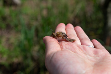 larva of a dragonfly on a hand on a green background
