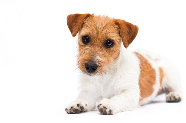 dog jack russell terrier looks and lies on a white background