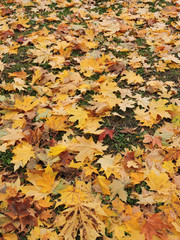 Maple leaves of different sizes and colors lie a dense layer on the grass. Background, texture. Early dry colorful autumn. Vertical frame.