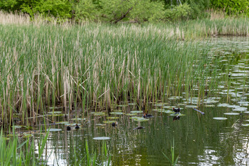 little black ducklings in the middle of the lake in reeds in summer in sunny weather
