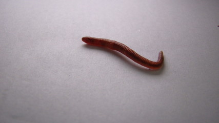 red worm Dendrobena, earthworm live bait for fishing
earth worm isolated on white...