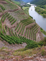  Calmont-Klettersteig, der steilste Weinberg Europas.