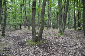 Obraz premium path in the forest