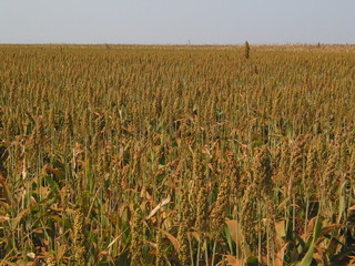 SORGO