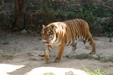 tiger in the zoo