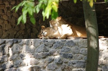 lion cub in zoo