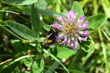 bumble-bee on a flower
