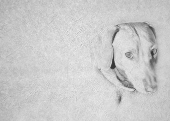 Black and White Image of Soft Expression Dachshund Dog Face on Card Banner