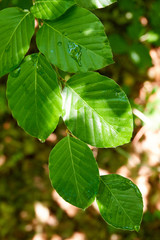 View of green planting leaf of a shrub in the forest, sunlight shining on individual areas of the leaves. Germany.