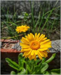 yellow flower in the garden