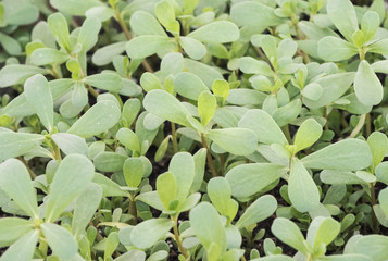 Portulaca oleracea purslane perseley little hogweed wild portulaca pigweed edible creeping plant with green leaves and reddish stems