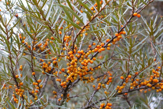 Close up of a sea buckthorn, also called Hippophae rhamnoides or Sanddorn