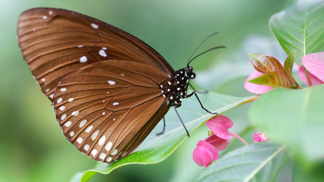 brown monarch butterfly on a pink flower, a gracious and fragile lepidoptera insect famous for its migration in massive groups around the world, macro photo in a botanical garden, Chiang Mai, Thailand
