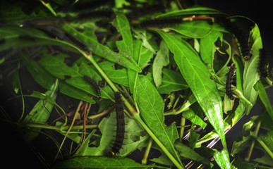 Fototapeta na wymiar Green grasshopper standing on a harmonious with green leaf