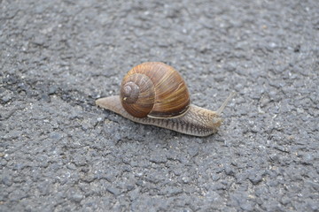 snail on a road