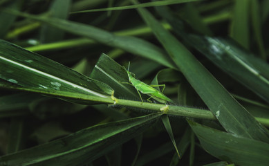 Green grasshopper standing on a harmonious with green leaf in dark
