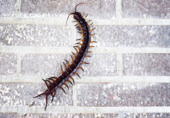 dangerous centipede walking on cement