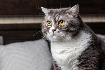 Lazy beautifal british shorthair gray and white cat sitting on a couch in a flat.