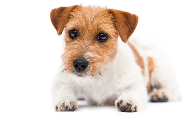 dog jack russell terrier looking at the camera in the studio