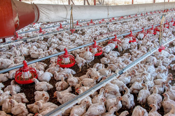 chicken farm