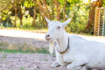 A white goat lies on the sand on a hot summer day. The goat has a collar, beard and long eyelashes.