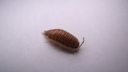 Woodlouse , wood louse , woodlice , wood lice, slater on on white background . 
close up of...